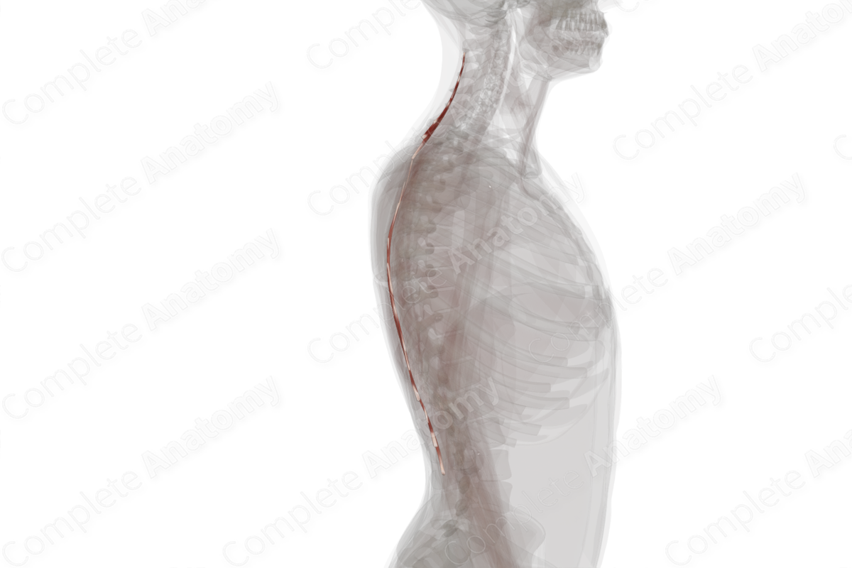 Spinalis Muscles (Left)