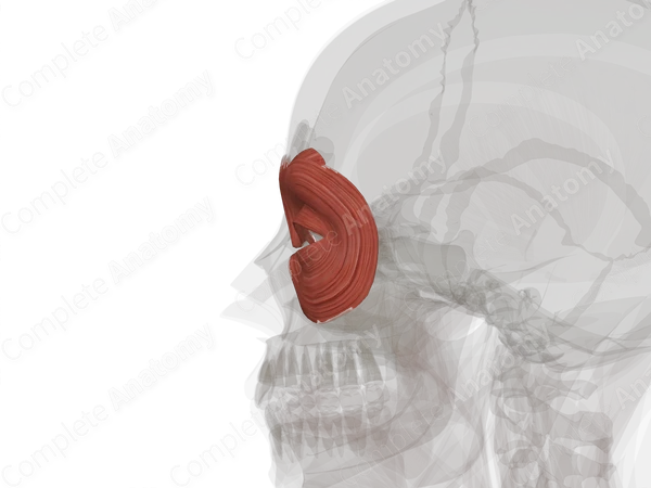 Circumorbital Muscles