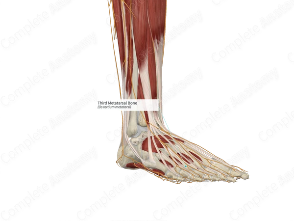 Third Metatarsal Bone 