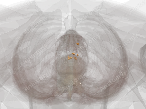 Prevertebral Ganglia