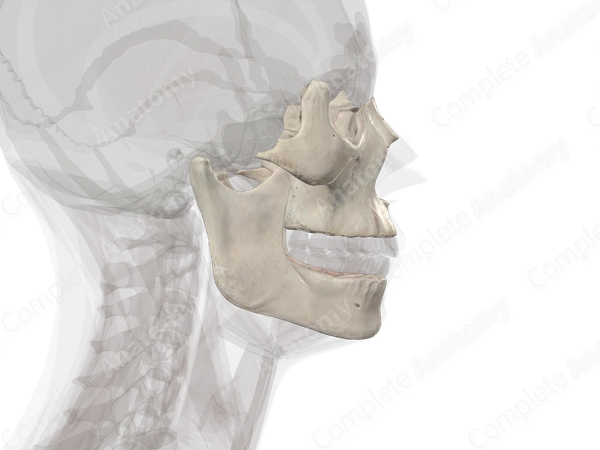 Bones of Viscerocranium