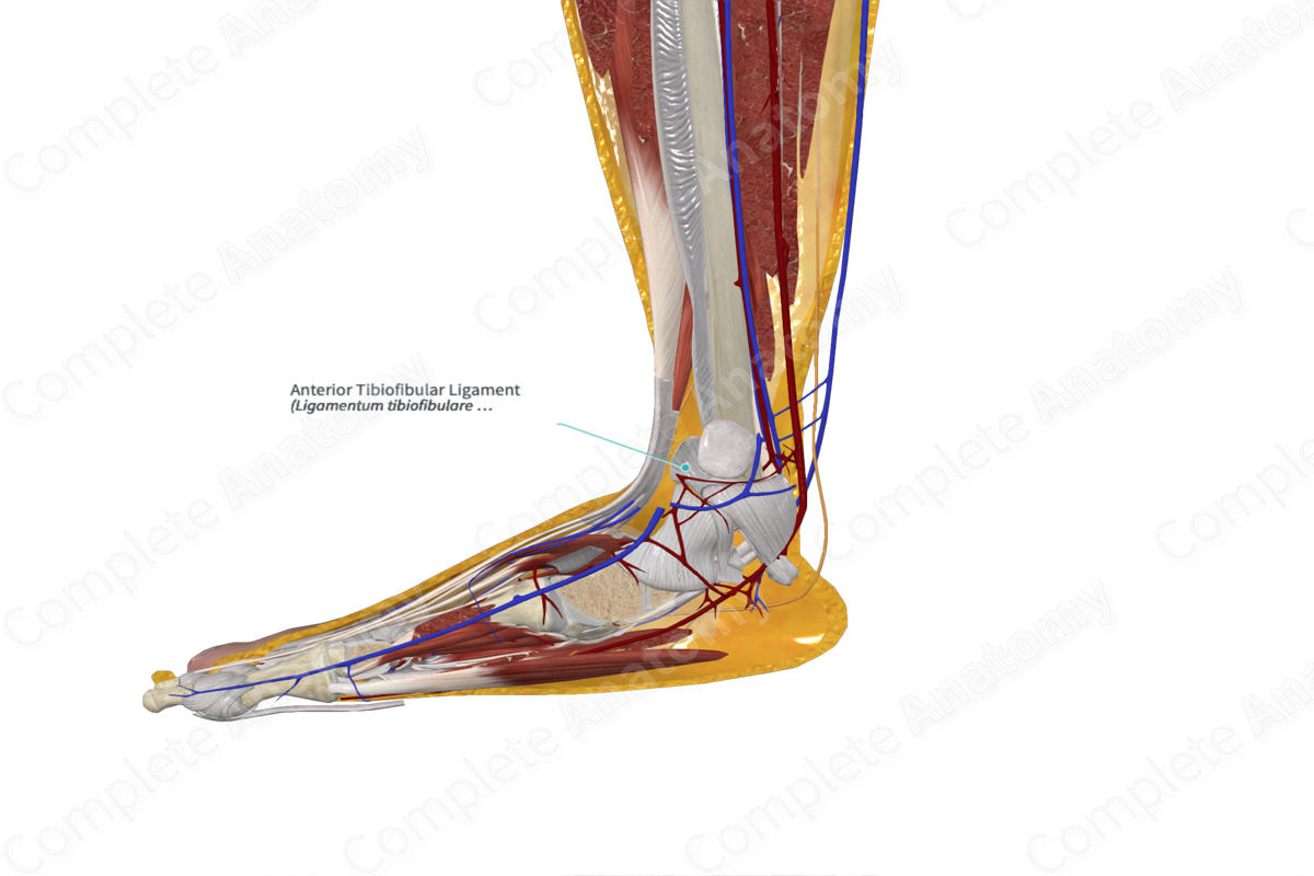 Anterior Tibiofibular Ligament 