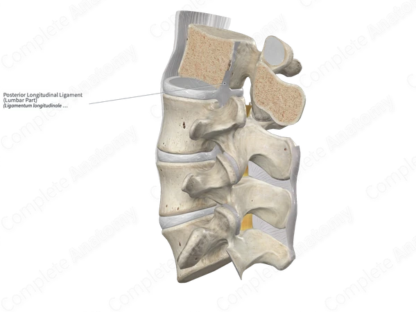 Posterior Longitudinal Ligament (Lumbar Part)