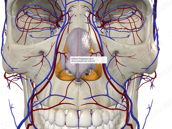 Inferior Palpebral Arch 