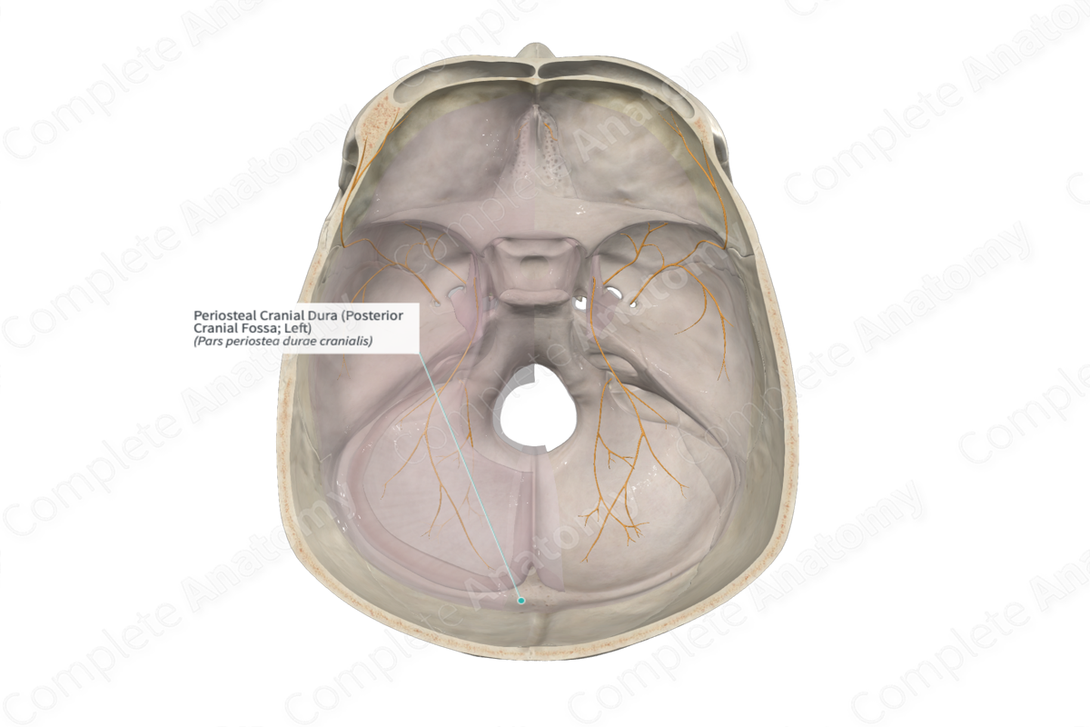 Periosteal Cranial Dura (Posterior Cranial Fossa; Left)