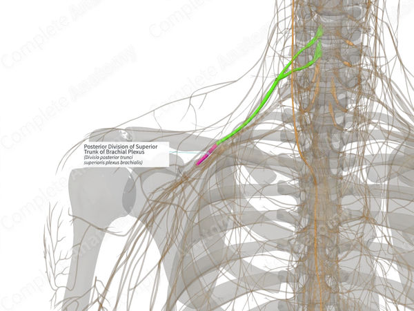 Posterior Division of Superior Trunk of Brachial Plexus (Right)