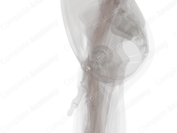 Pisiform Joint (Left)