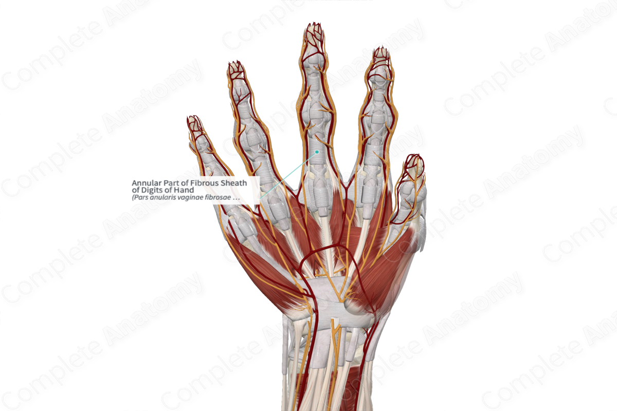 Annular Part of Fibrous Sheath of Digits of Hand 