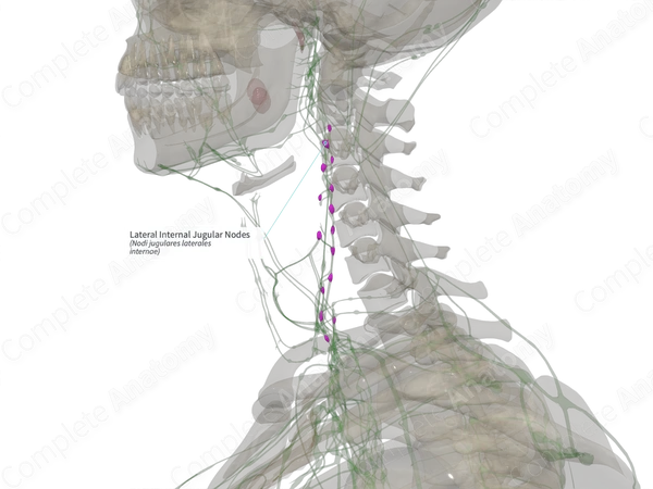Lateral Internal Jugular Nodes (Right)