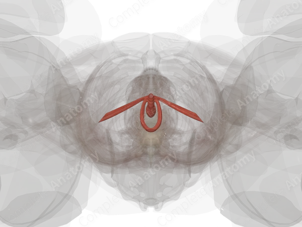 Female External Urethral Sphincter