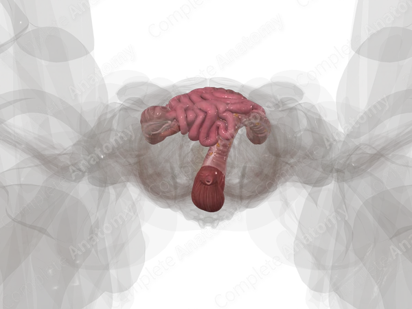 Lower Digestive Canal