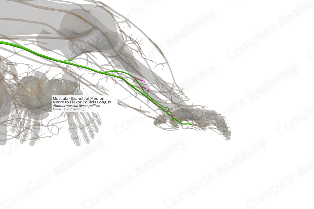 Muscular Branch of Median Nerve to Flexor Pollicis Longus (Left)