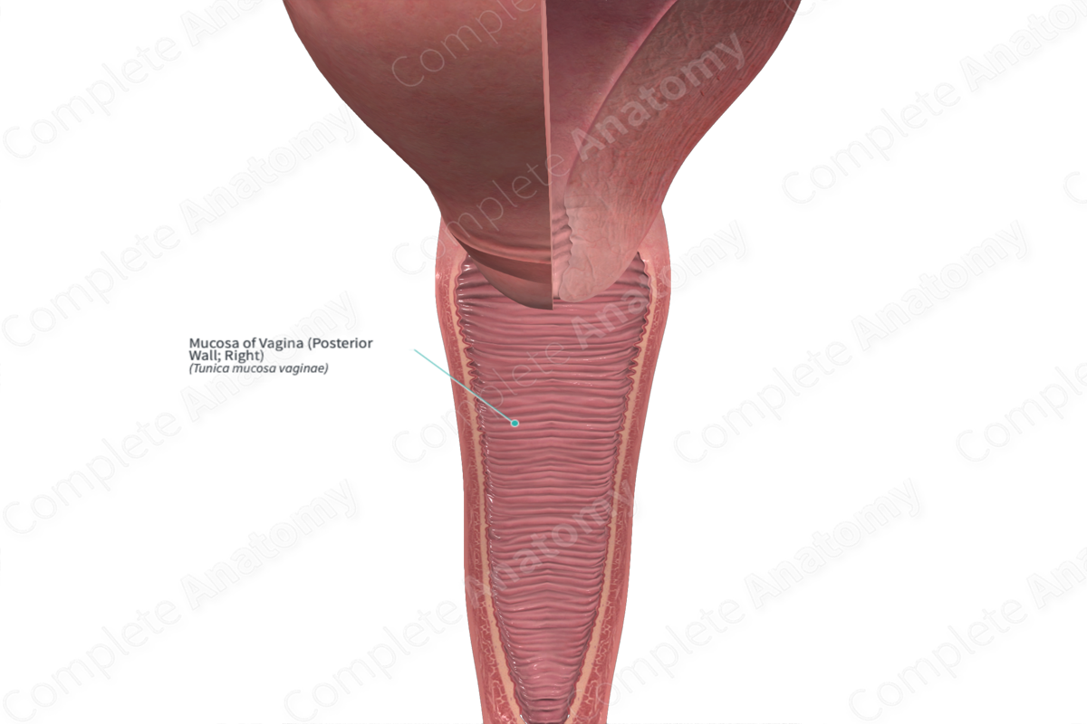 Mucosa of Vagina (Posterior Wall; Right) | Complete Anatomy