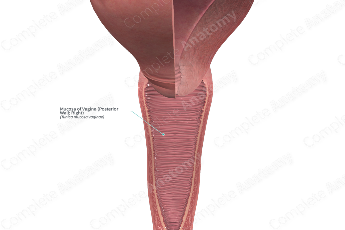 Mucosa of Vagina (Posterior Wall; Right)