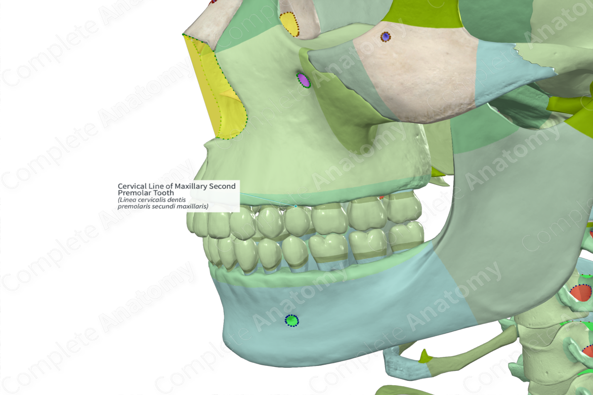 Cervical Line of Maxillary Second Premolar Tooth