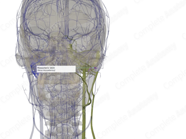 Masseteric Vein (Left)