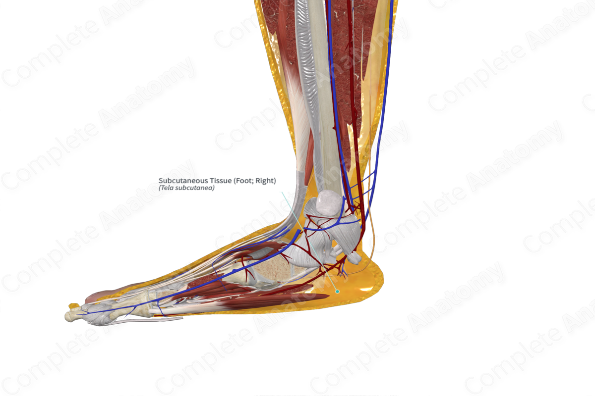 Subcutaneous Tissue (Mons Pubis; Right)