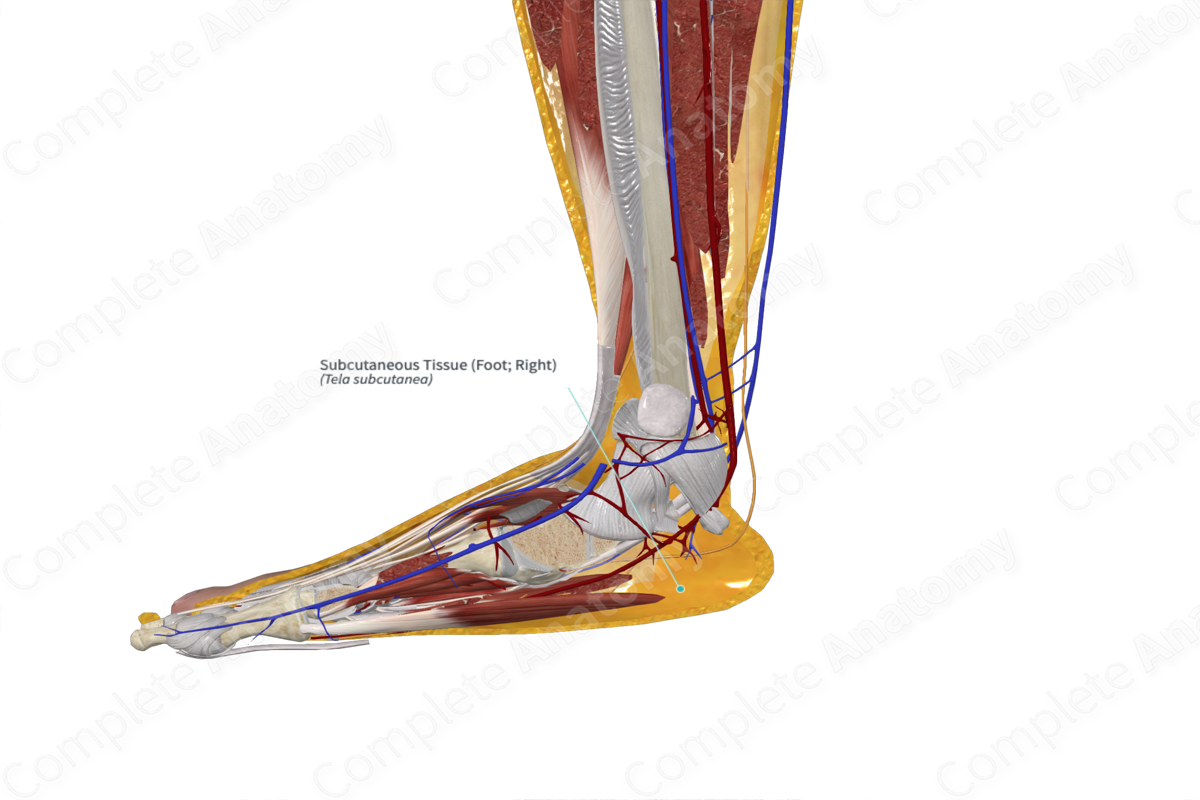 Subcutaneous Tissue (Foot; Left)