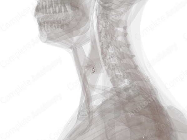 Cricothyroid Joint