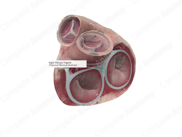 Right Fibrous Trigone