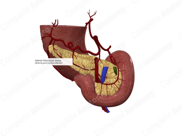 Inferior Pancreatic Artery