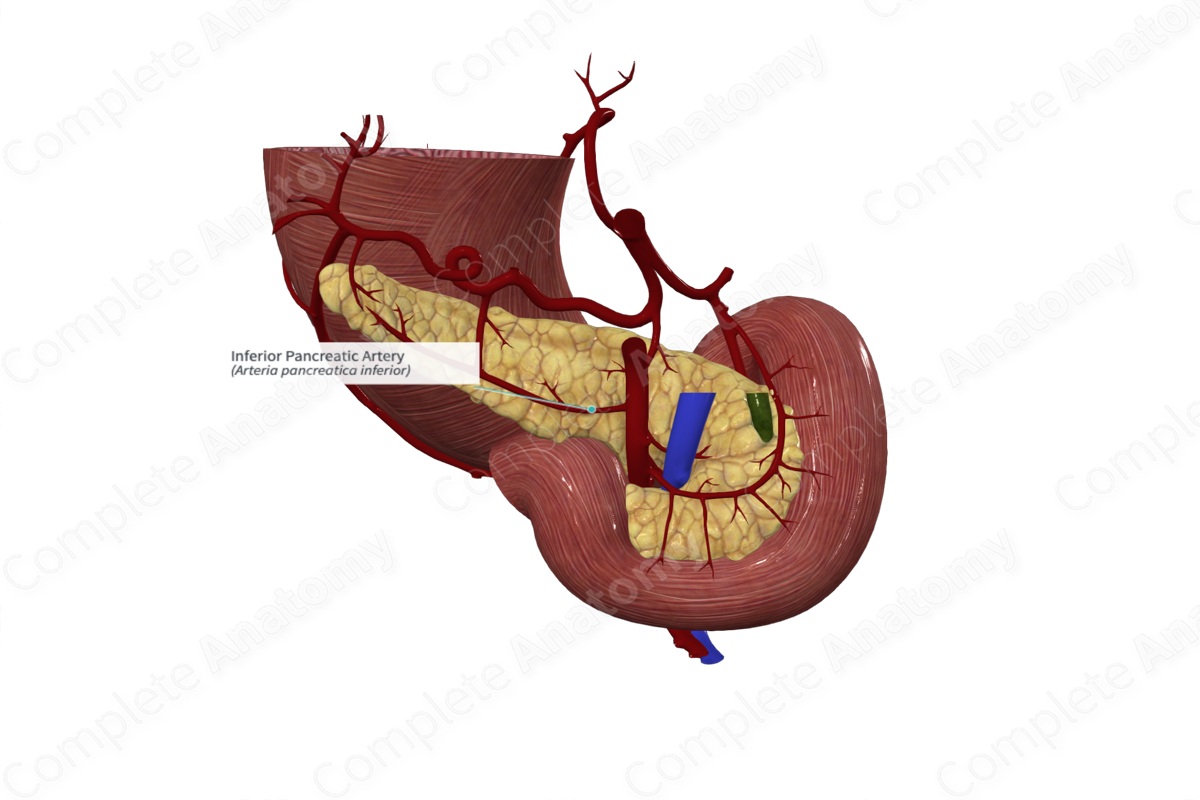 Inferior Pancreatic Artery
