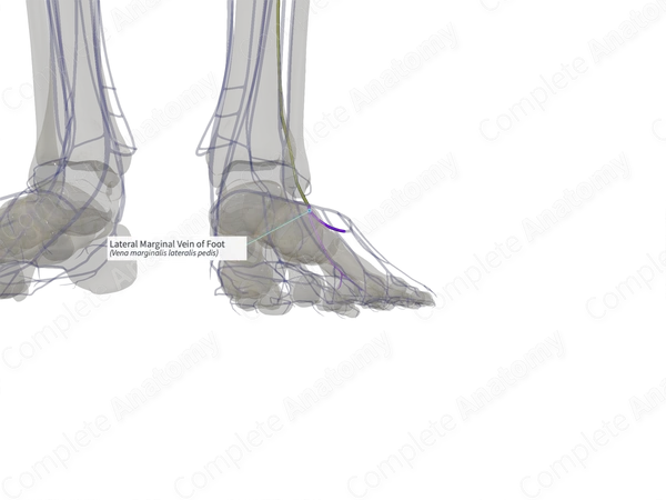 Lateral Marginal Vein of Foot (Right)