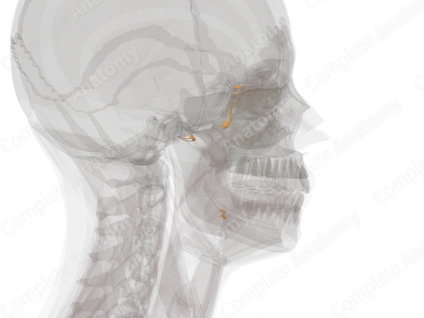 Cranial Part of Autonomic Division