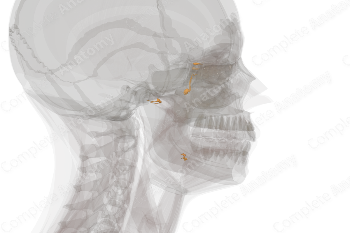 Cranial Part of Autonomic Division