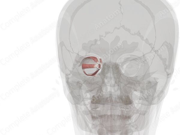 Extraocular Muscles (Left)