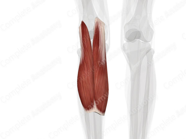 Gastrocnemius Muscle (Left)