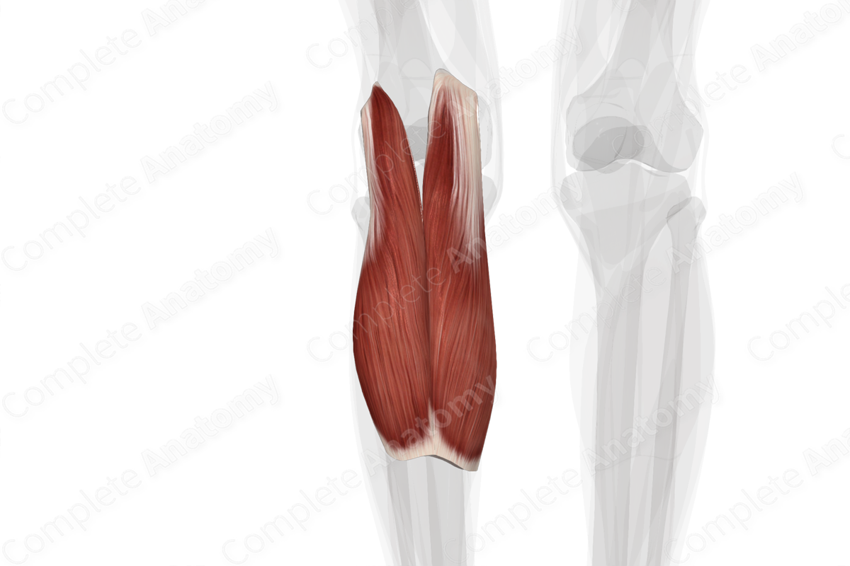 Gastrocnemius Muscle (Left)
