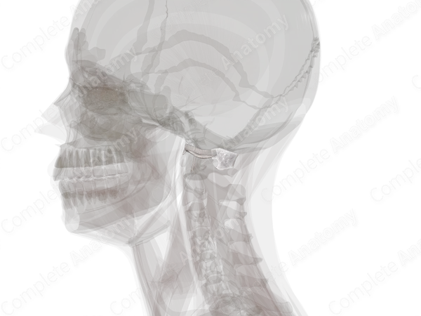 Atlantooccipital Joint