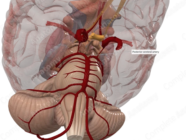 Posterior Cerebral Artery