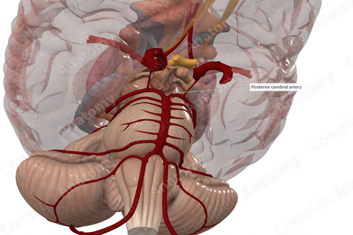 Posterior Cerebral Artery 