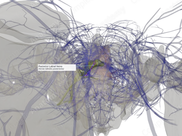 Posterior Labial Veins (Left)