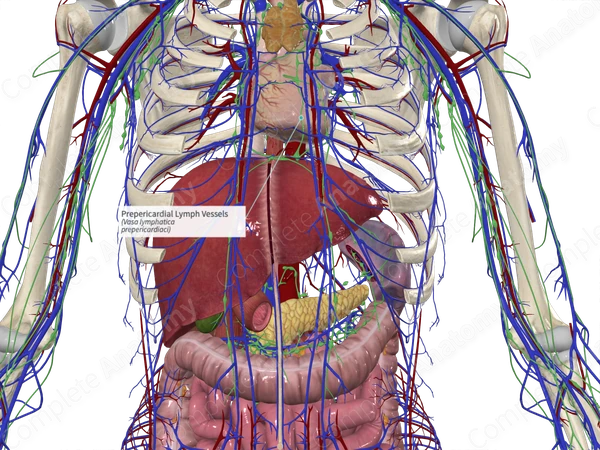 Prepericardial Lymph Vessels
