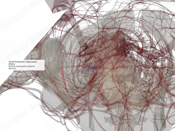 Tenth Posterior Intercostal Artery (Right)
