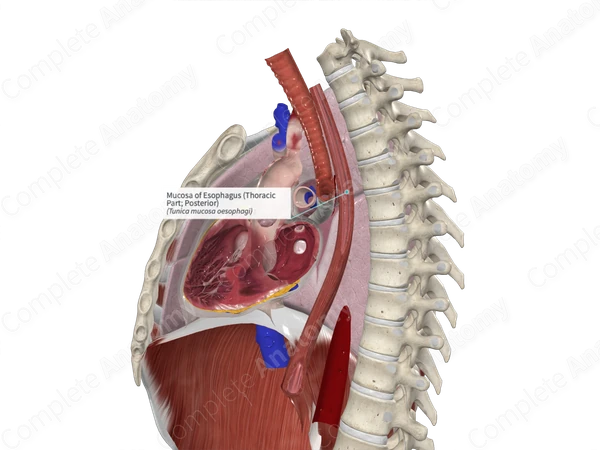 Mucosa of Esophagus (Thoracic Part; Posterior)