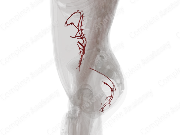 Arteries of Large Intestine