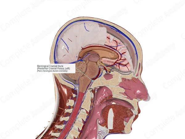 Meningeal Cranial Dura (Posterior Cranial Fossa; Left)