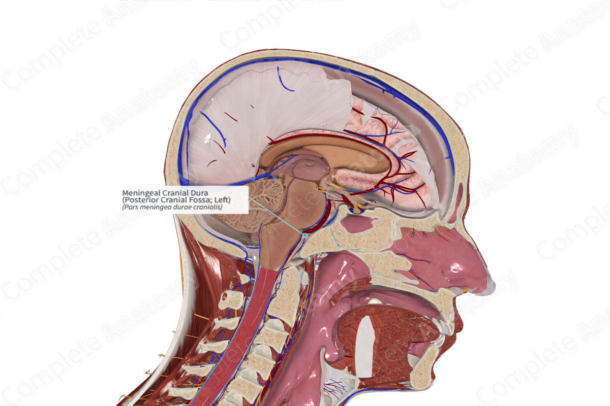 Meningeal Cranial Dura (Posterior Cranial Fossa; Left)