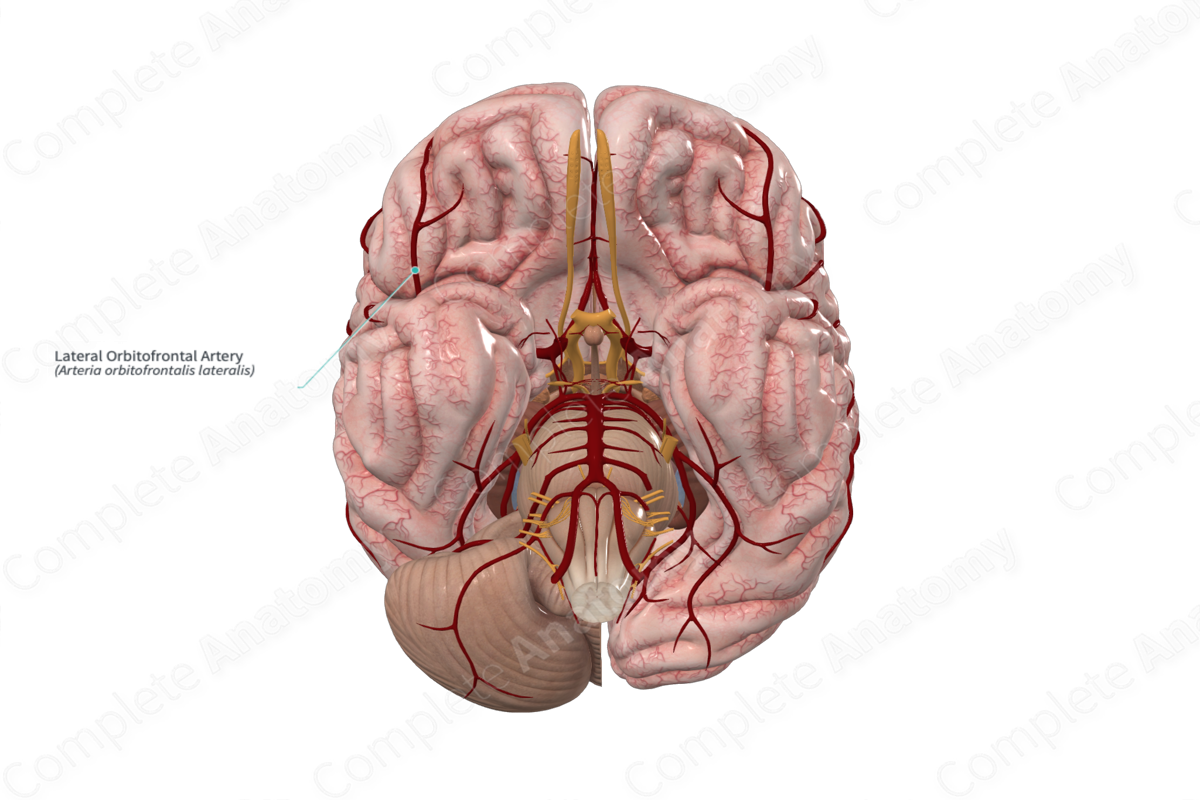 Lateral Orbitofrontal Artery 
