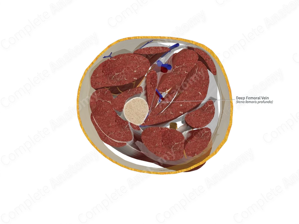 Deep Femoral Vein