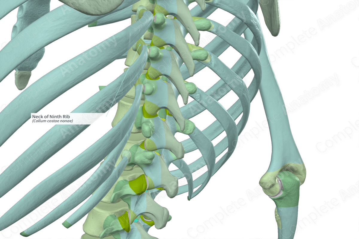 Neck of Ninth Rib Complete Anatomy