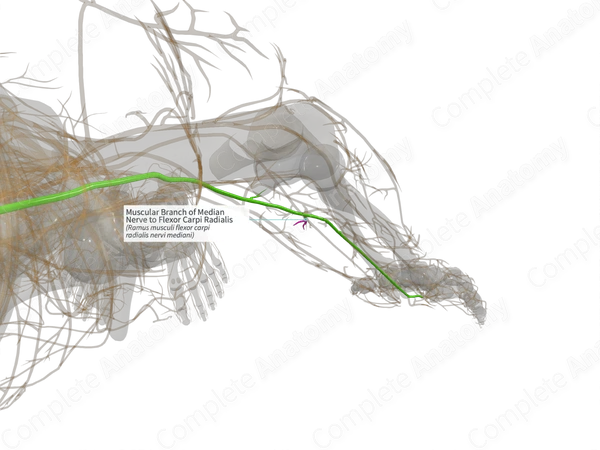 Muscular Branch of Median Nerve to Flexor Carpi Radialis (Left)