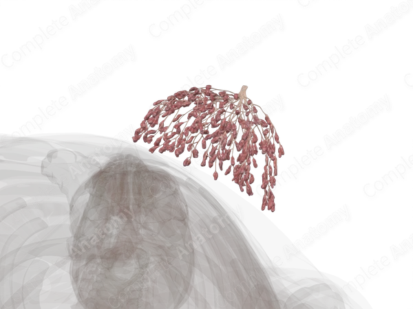 Mammary Gland (Left)