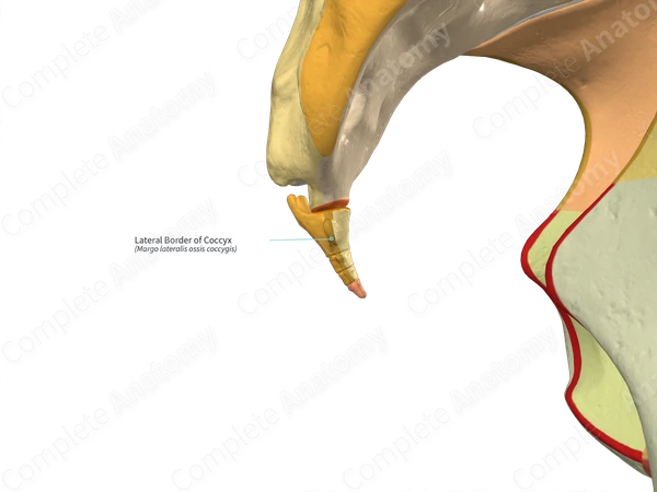 Lateral Border of Coccyx (Right)