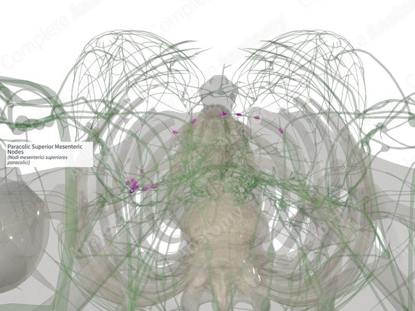 Paracolic Superior Mesenteric Nodes