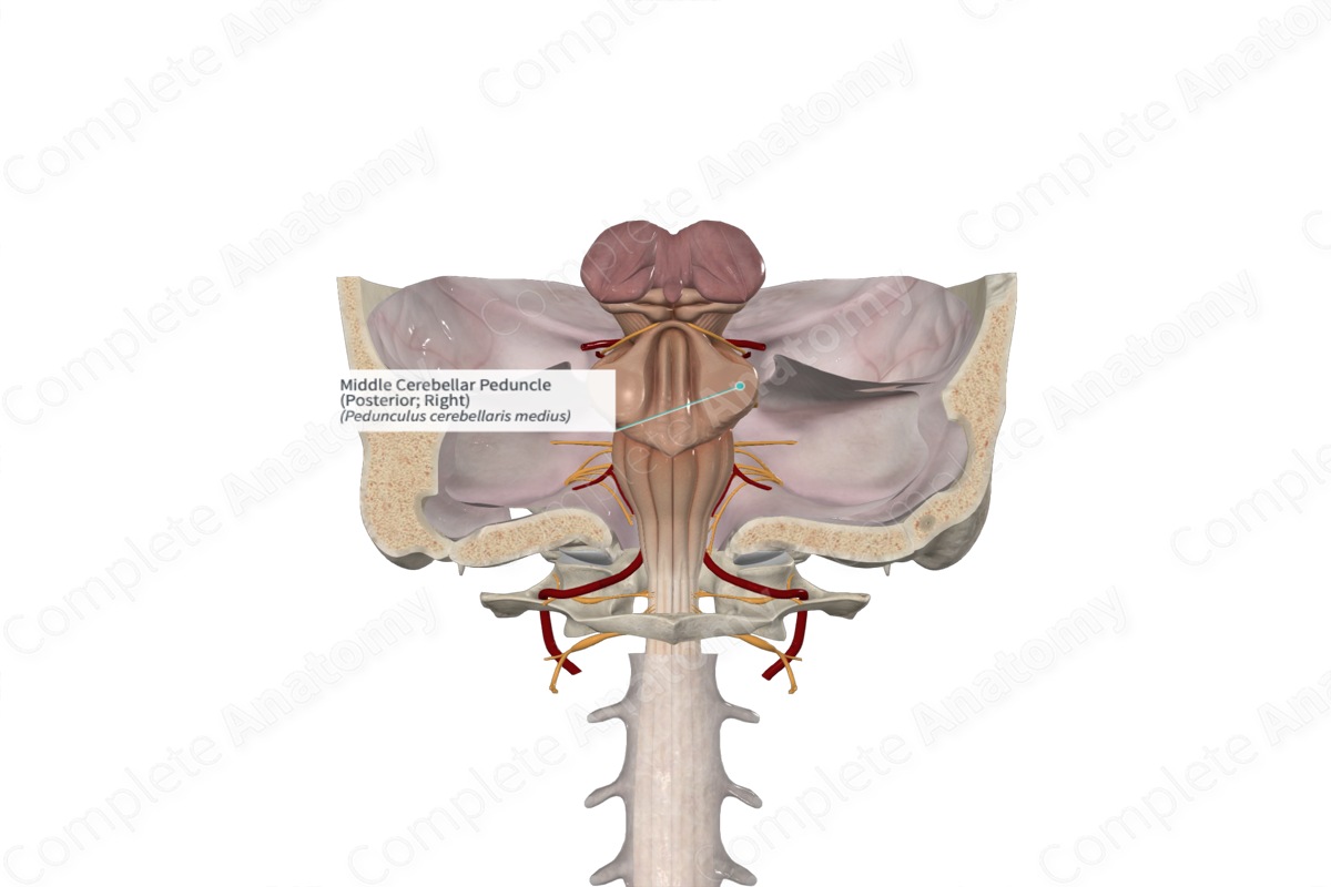 Middle Cerebellar Peduncle (Posterior; Right)